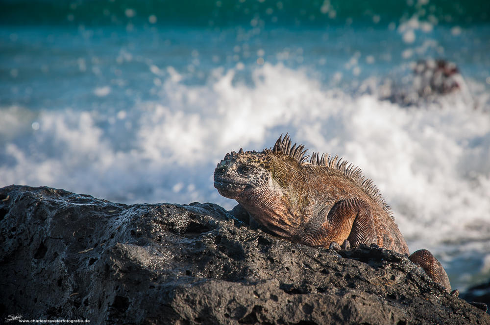 Galapagos [12] – Meerdrache