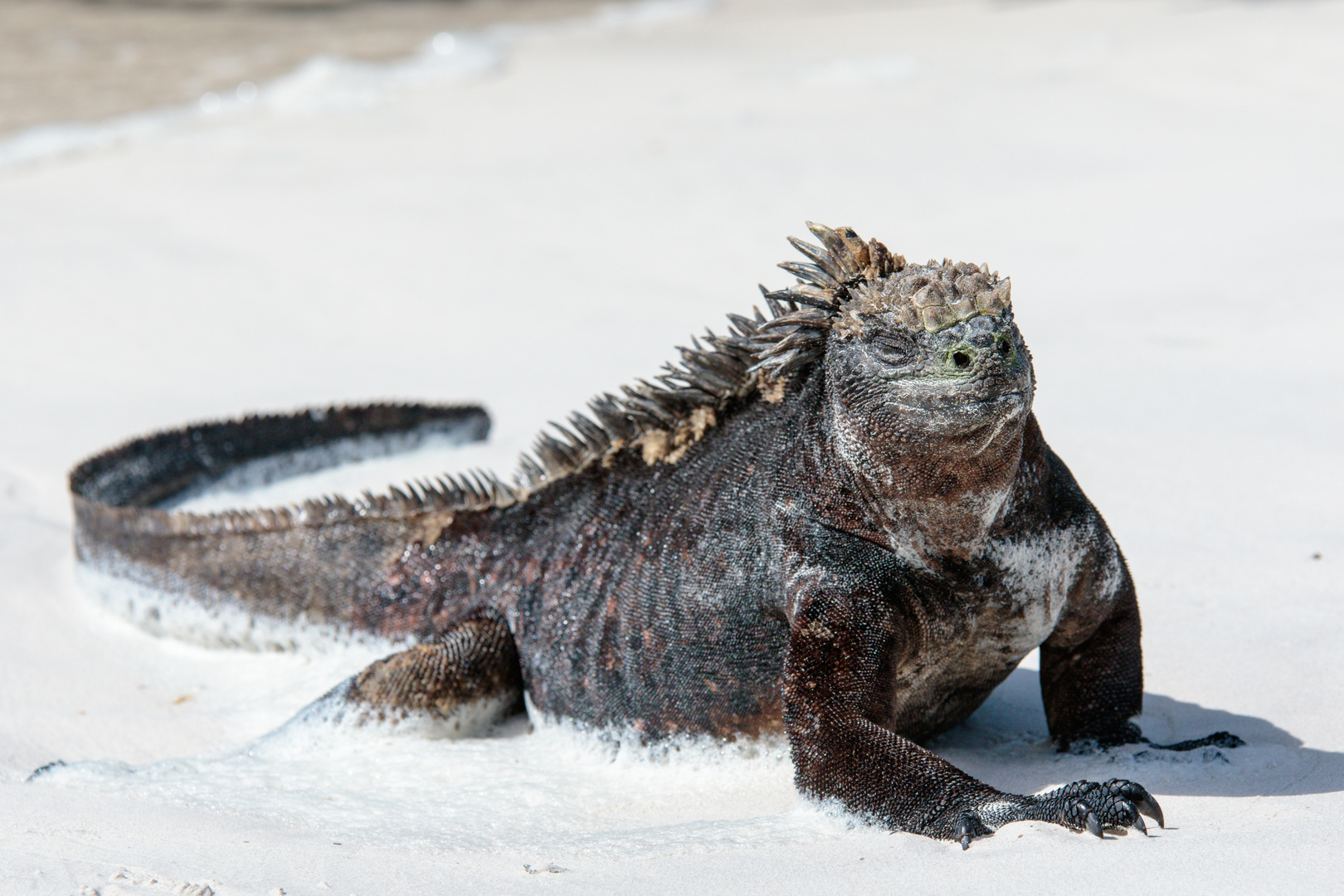 Galapagos 20170520001