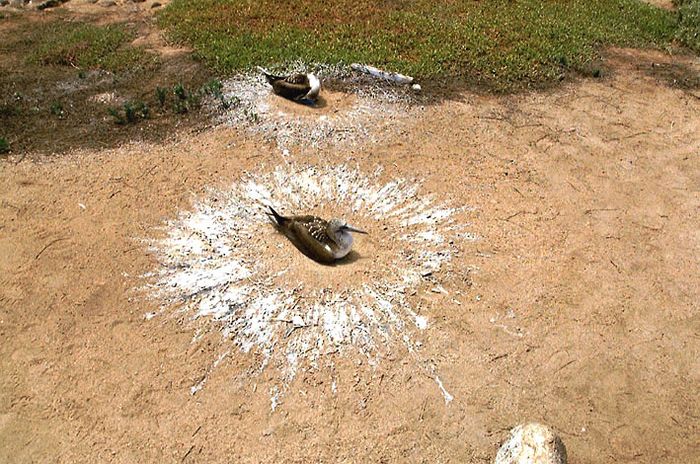 Galapagos 3 Blaufußtölpel- Nest