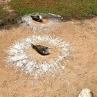 Galapagos 3 Blaufußtölpel- Nest