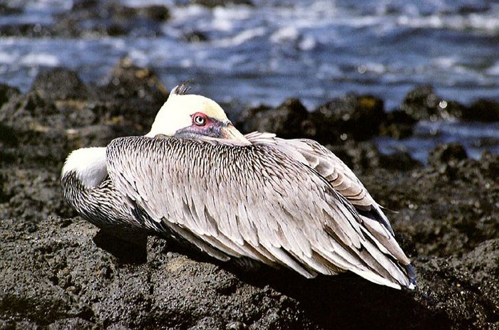 Galapagos 4 Braunpelikan