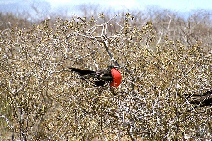 Galapagos 5 Fregattvogel