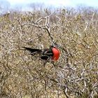 Galapagos 5 Fregattvogel