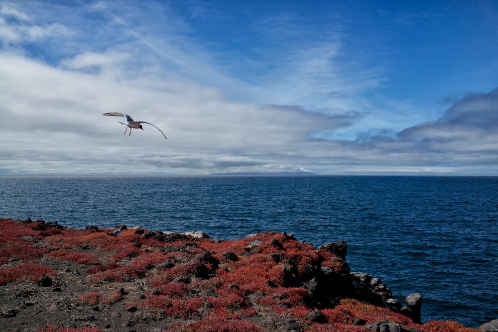 Galápagos #6-Plaza Sur