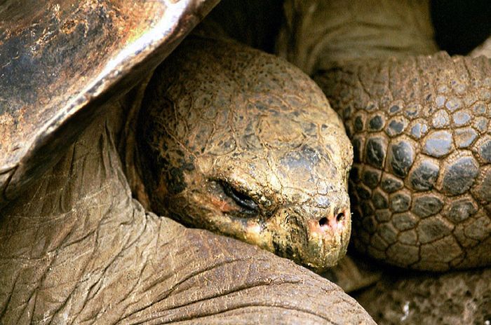 Galapagos 6 Schildkröte in der Charles Darwin Station