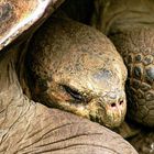 Galapagos 6 Schildkröte in der Charles Darwin Station