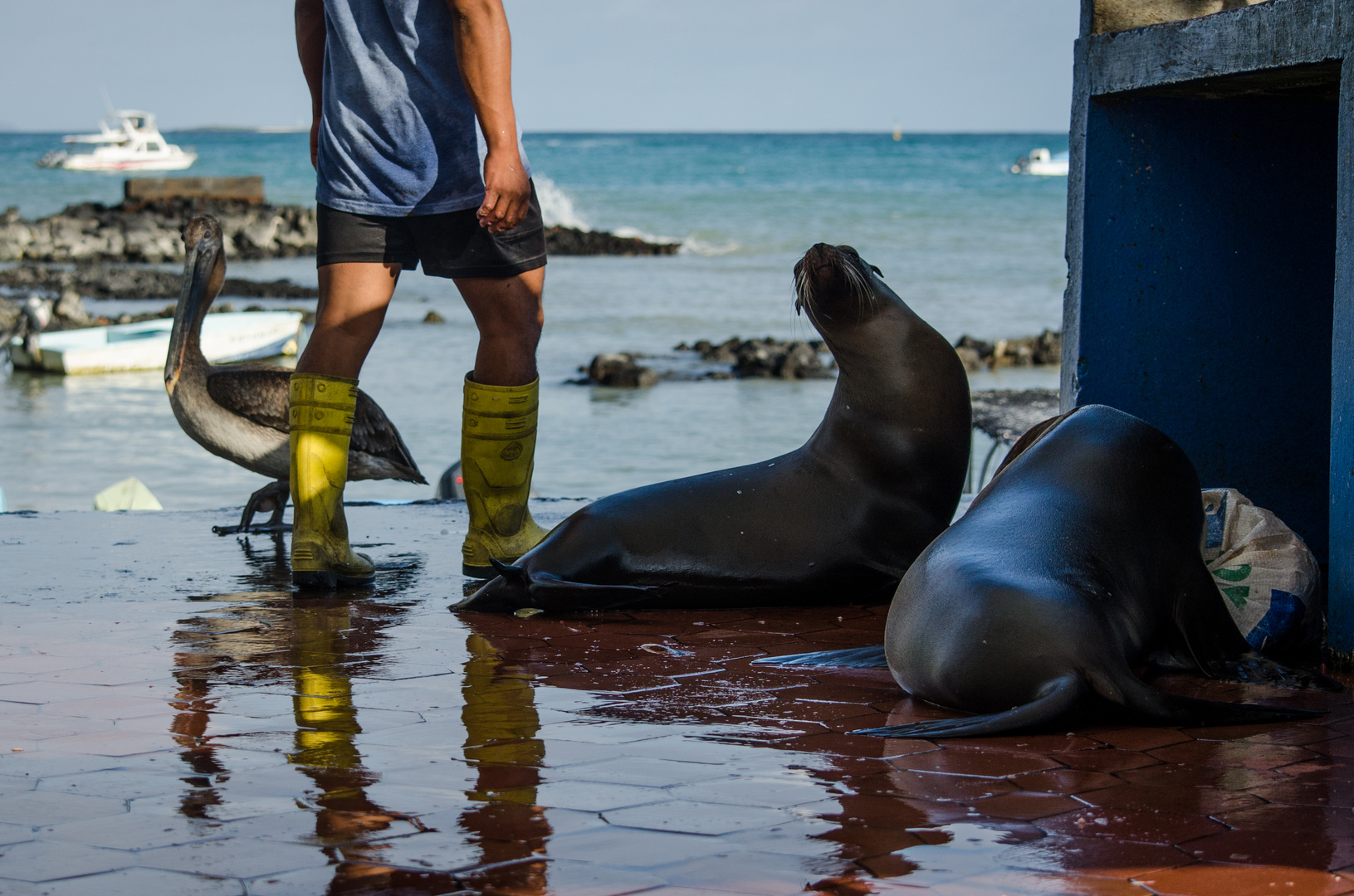 Galapagos