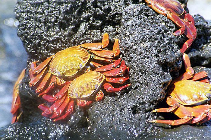 Galapagos 7 Rote Klippenkrabben