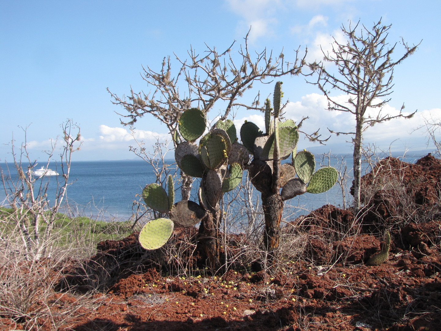 Galapagos