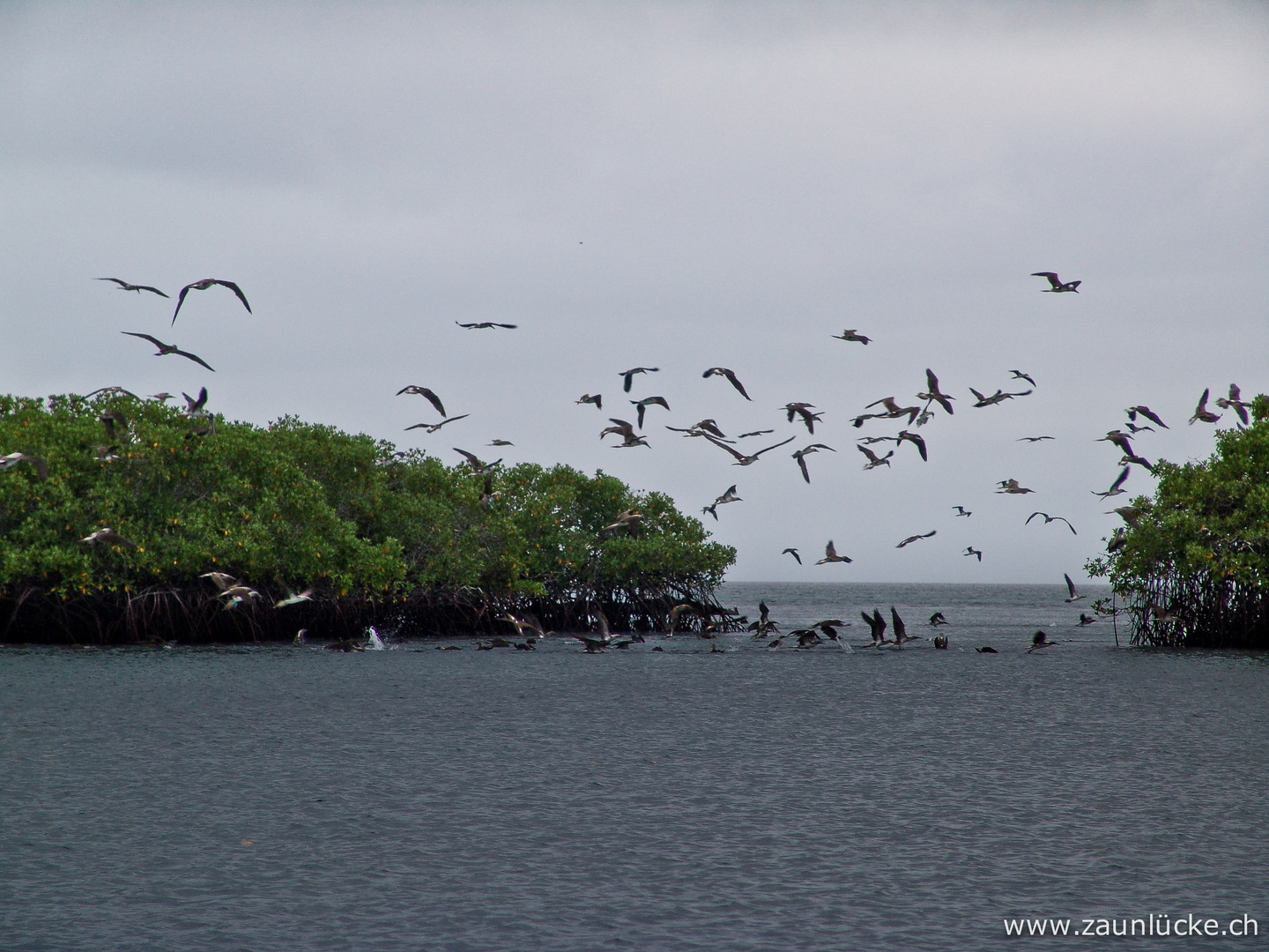 Galapagos