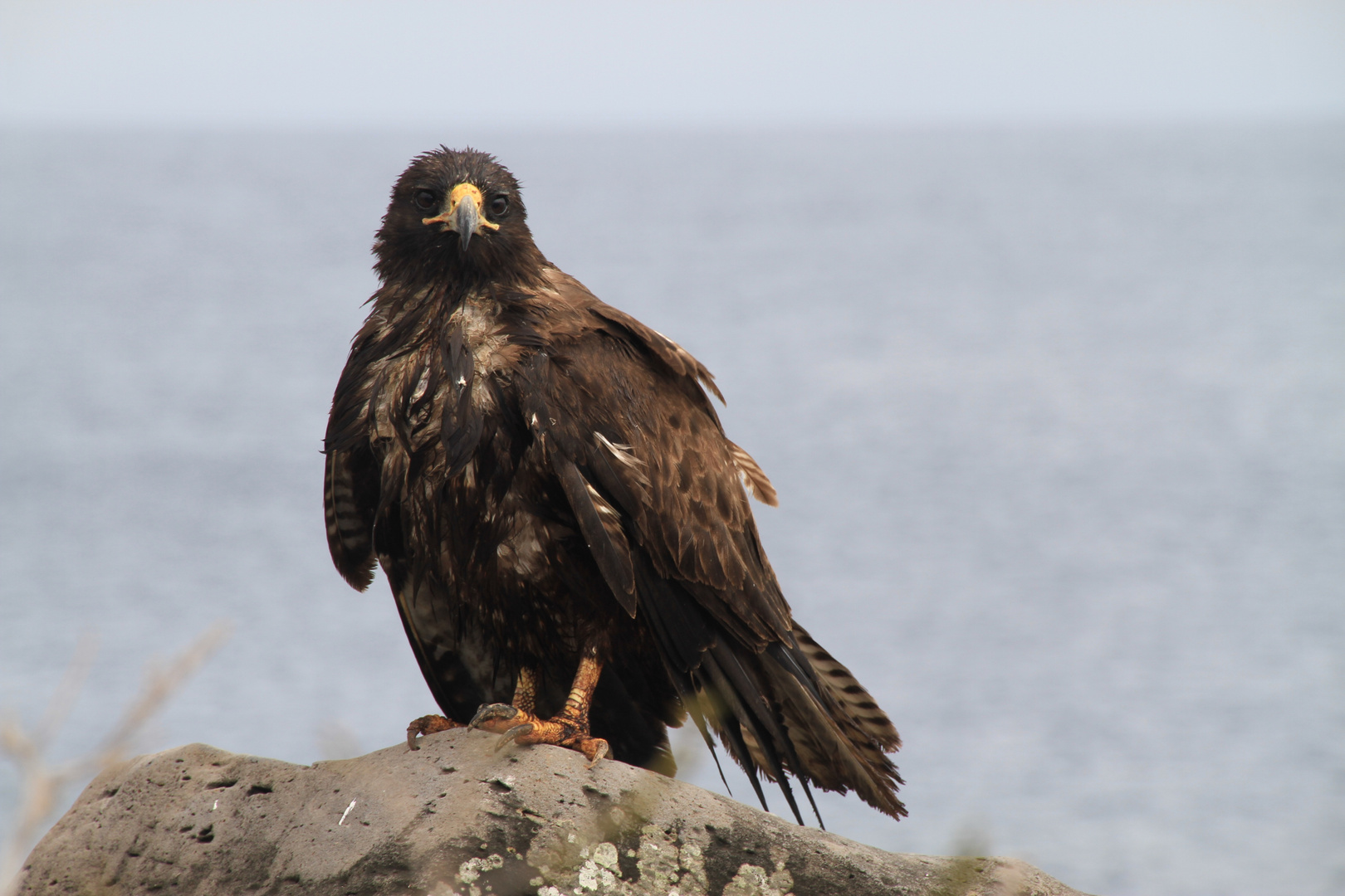 Galapagos Adler