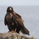 Galapagos Adler