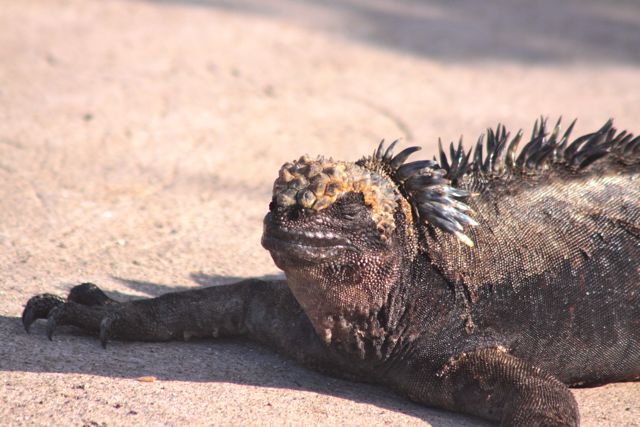 Galapagos