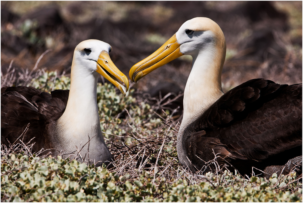 [ Galápagos Albatros ]