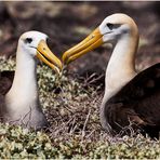 [ Galápagos Albatros ]