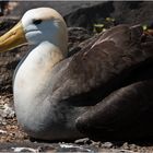 [ Galápagos Albatros ]