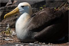 [ Galápagos Albatros ]