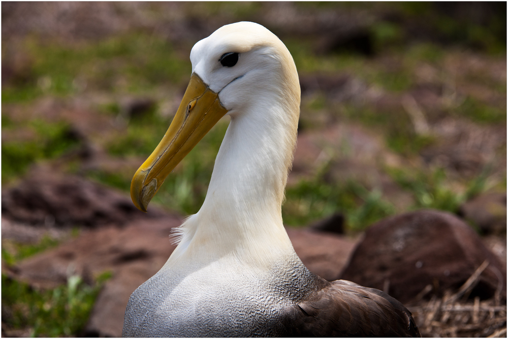 [ Galápagos Albatros ]