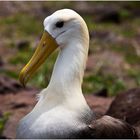 [ Galápagos Albatros ]