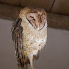 Galapagos Barn Owl