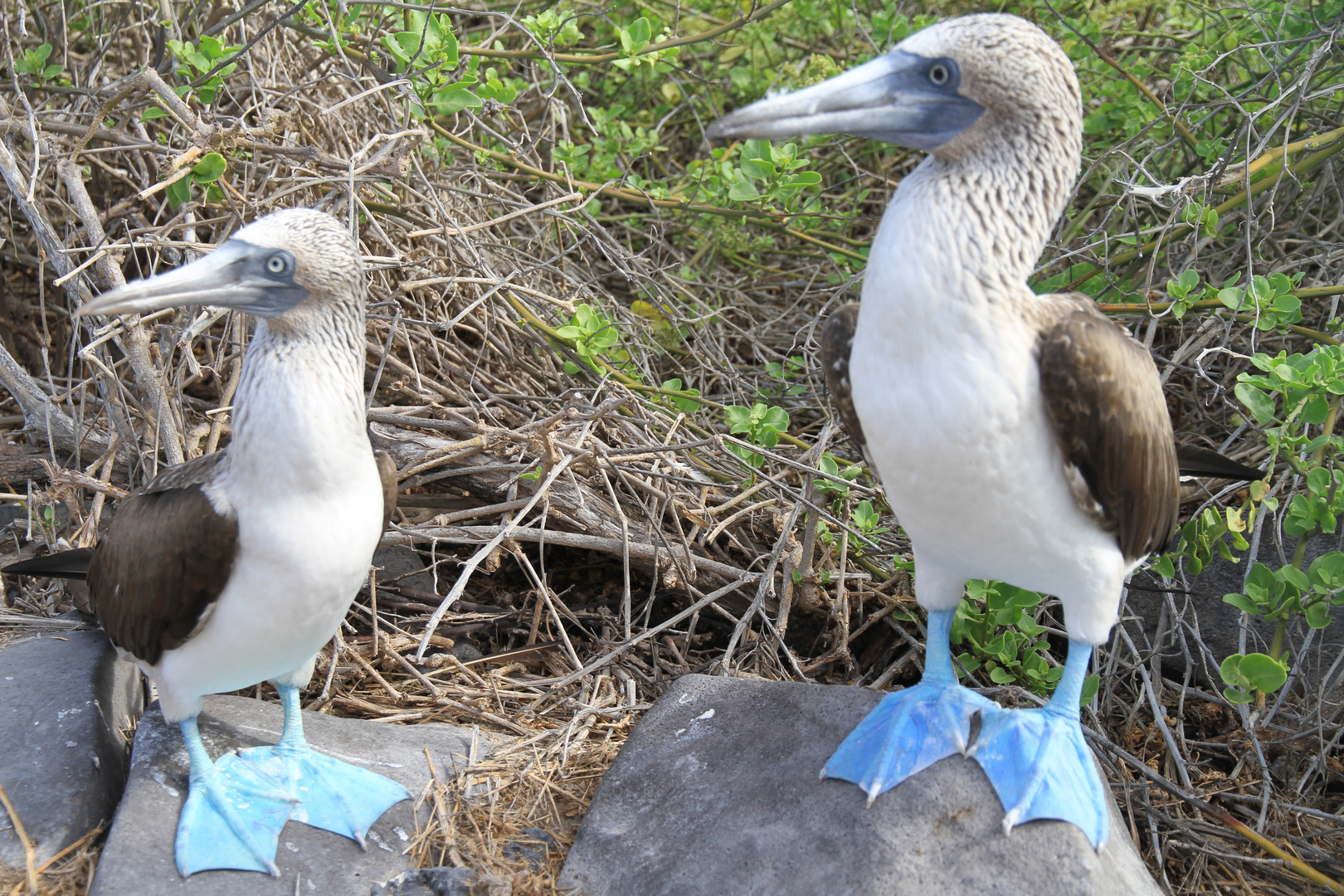 Galapagos: Blaufußtölpel