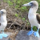 Galapagos: Blaufußtölpel