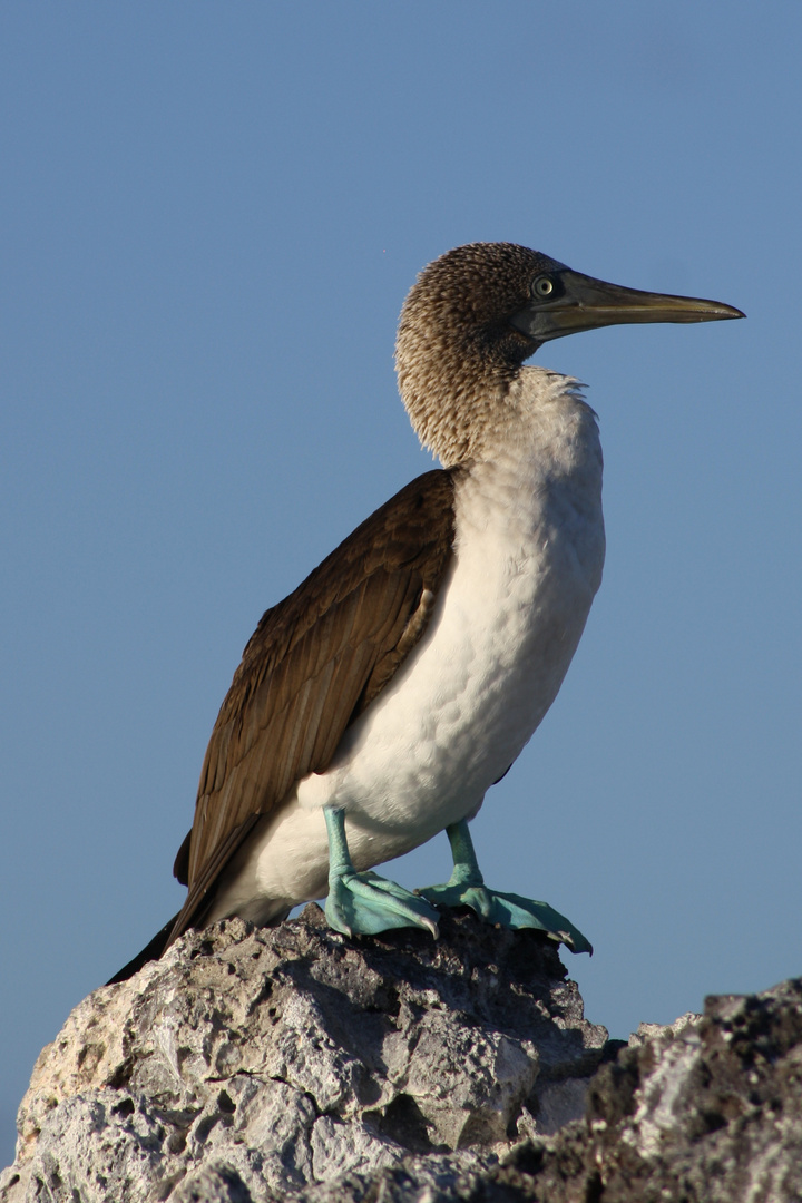 Galapagos: Blaufußtölpel 2