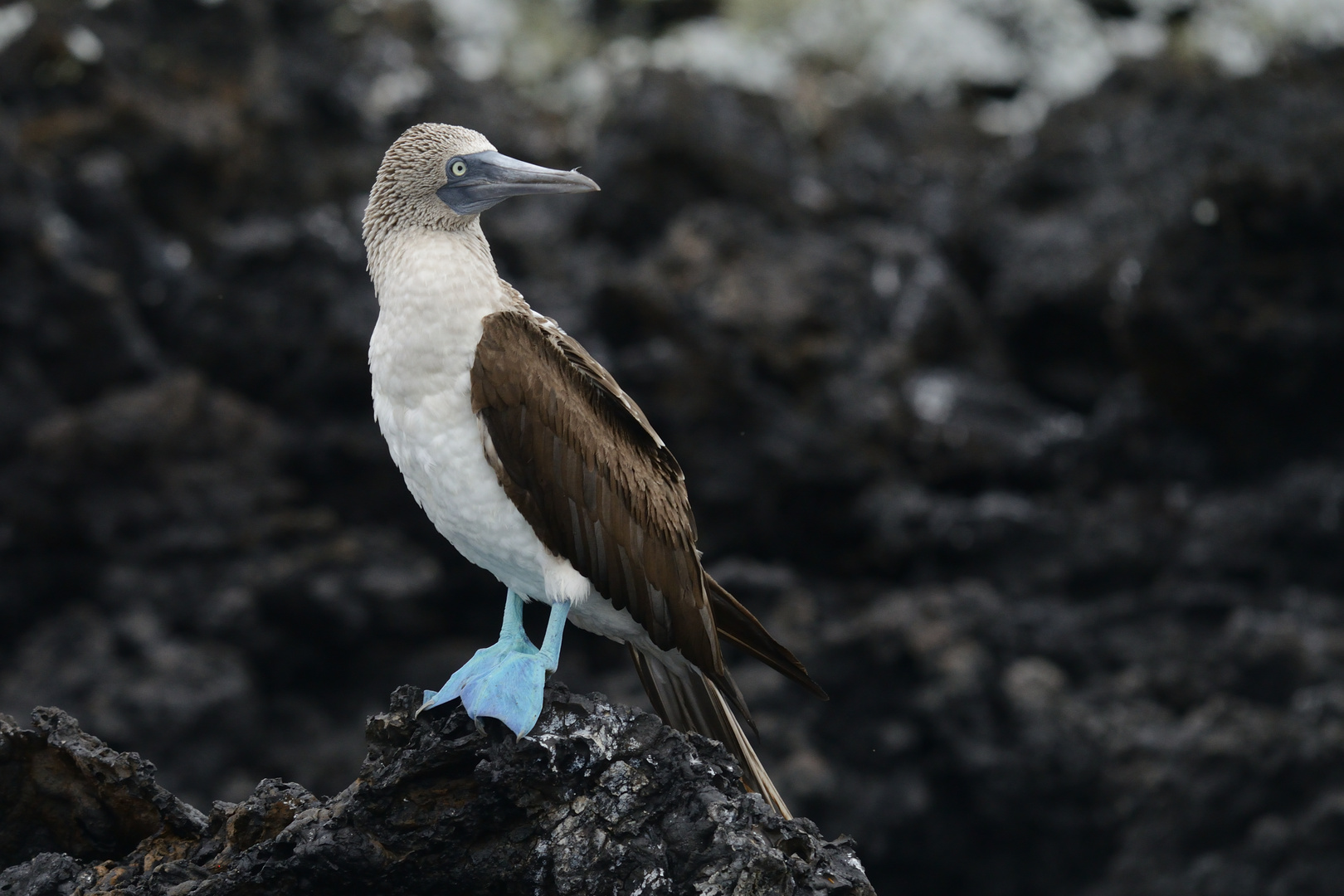 Galapagos - Blaufußtölpel 