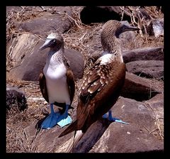 GALAPAGOS--BLAUFUSSTÖLPEL