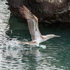 Galapagos - Blaufußtölpel beim Start