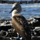 Galapagos: Blaufußtölpel