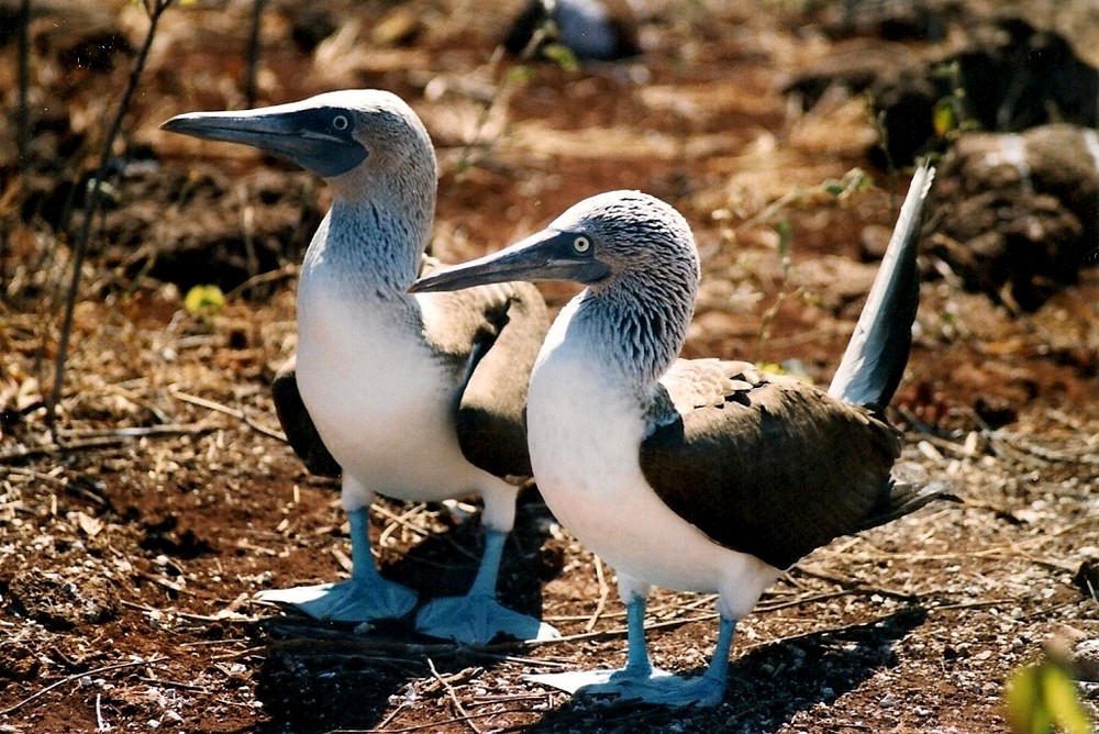 Galapagos - Blue Footed Booby Couple