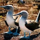 Galapagos - Blue Footed Booby Couple