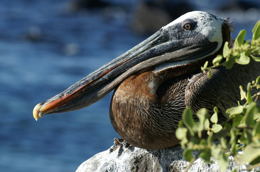 Galapagos-Braunpelikan (Pelecanus occidentalis urinator)