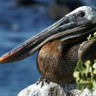 Galapagos-Braunpelikan (Pelecanus occidentalis urinator)