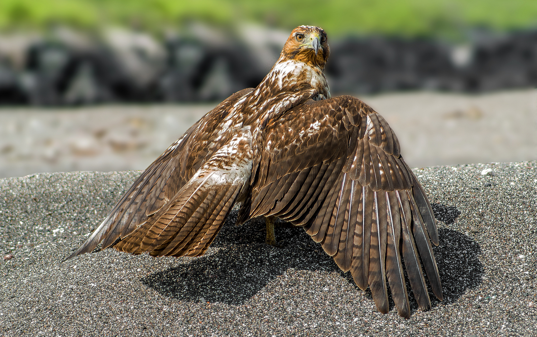 Galapagos Bussard 2