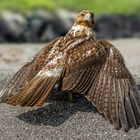 Galapagos Bussard 2