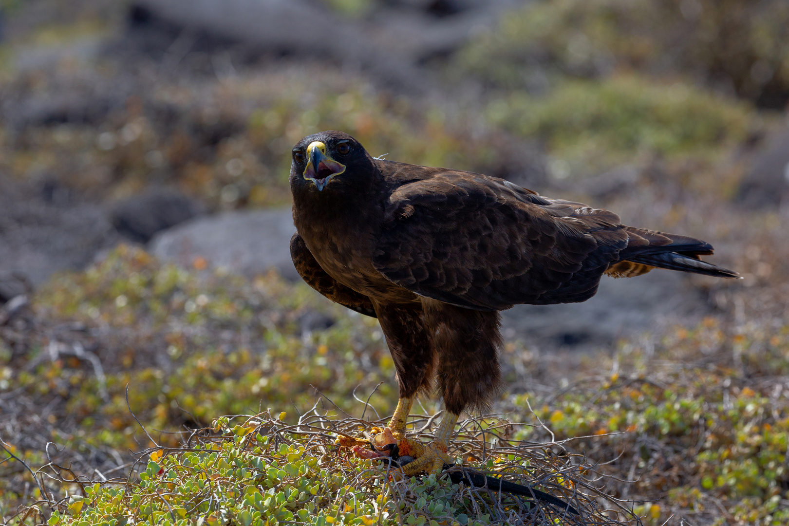 Galapagos-Bussard