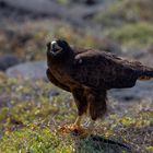 Galapagos-Bussard