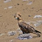 Galapagos-Bussard