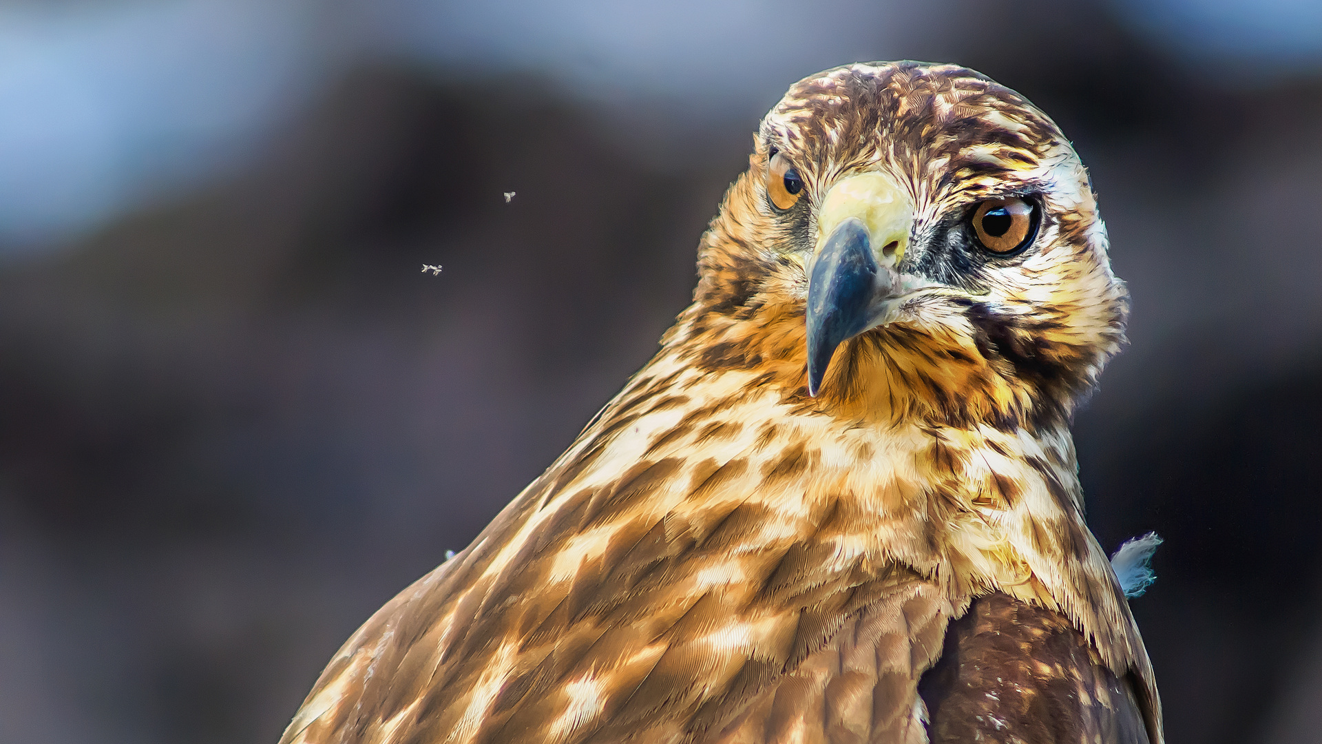 Galapagos Bussard