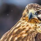 Galapagos Bussard