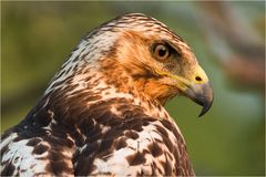 Galapagos Bussard