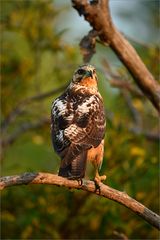 Galapagos Bussard