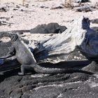 Galapagos: dösende Meerechse in der Sonne
