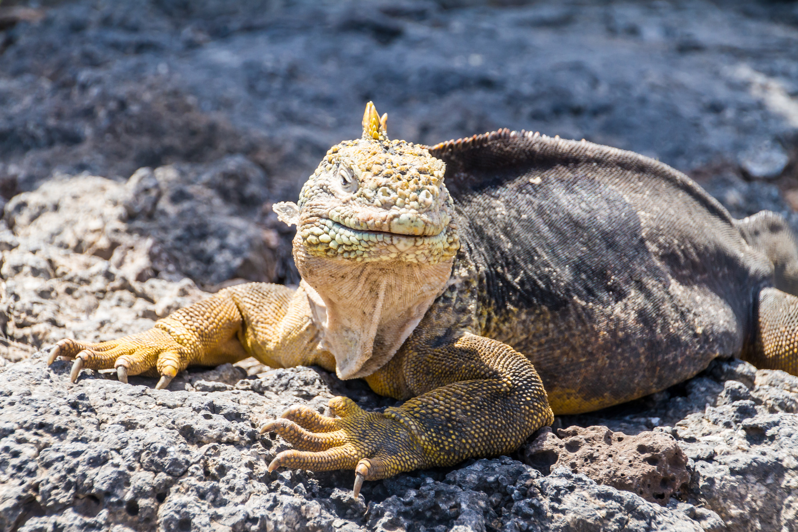 galapagos drachen