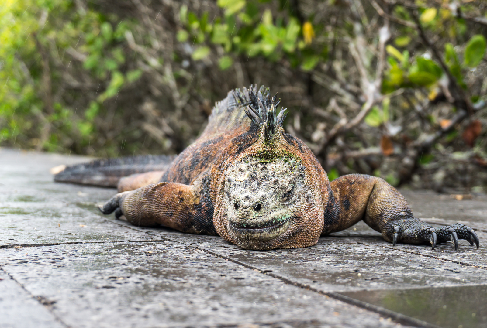 Galapagos Drachen