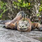 Galapagos Drachen