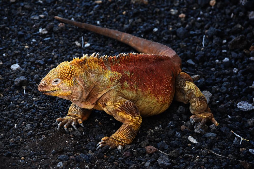 Galapagos Echse