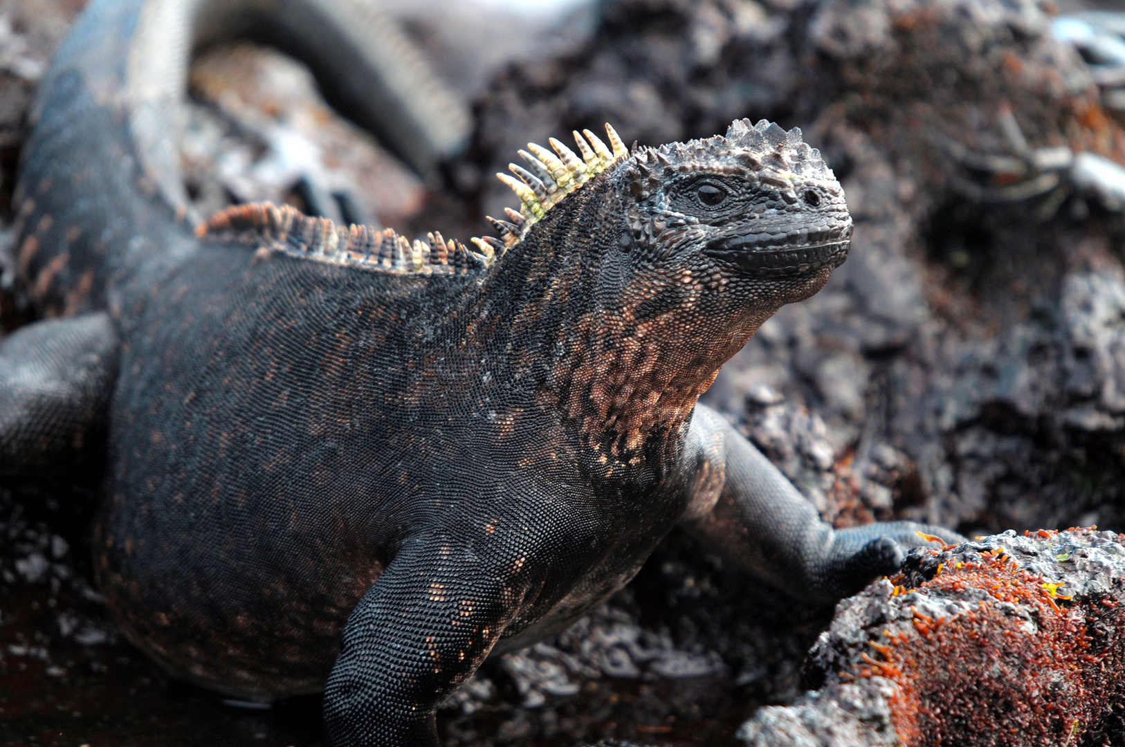 Galapagos Echse